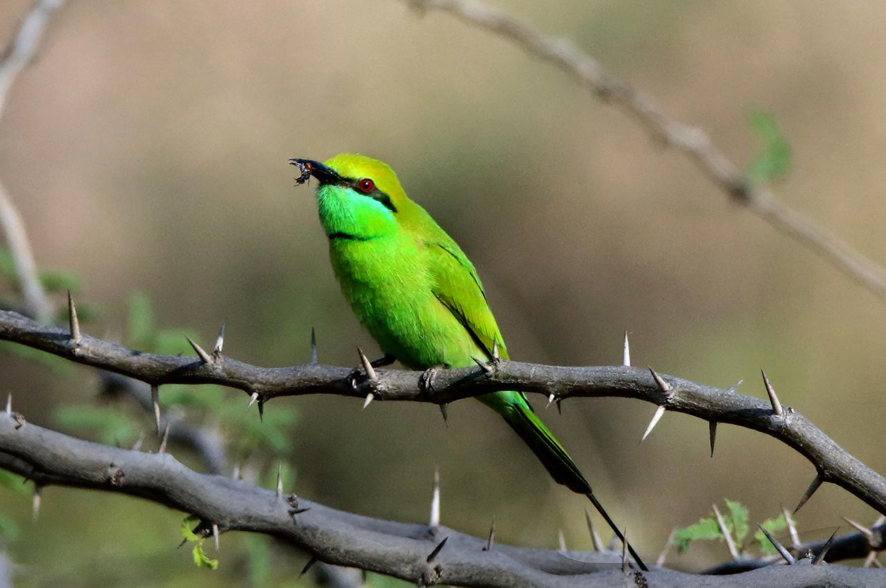 Green Bee-Eater with a catch